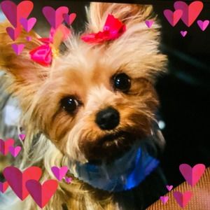 Meet your Posher, Skye simone